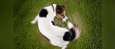 ¿Por qué los perros persiguen sus colas? ¿Por qué los perros persiguen sus colas?