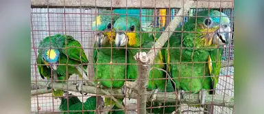 Rescatan a 1,500 aves silvestres de traficantes de animales en Ucayali Rescatan a 1,500 aves silvestres de traficantes de animales en Ucayali