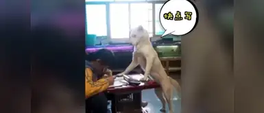 ¡El mejor guardián! Perro vigila que niña haga su tarea y no vea el celular ¡El mejor guardián! Perro vigila que niña haga su tarea y no vea el celular