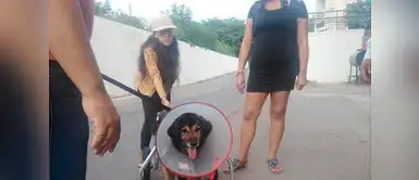 'Perrovaca' retornó a San Marcos usando esta silla de ruedas 'Perrovaca' retornó a San Marcos usando esta silla de ruedas