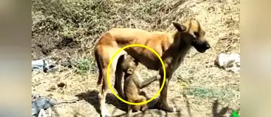 ¡Instinto materno! Perrita amamanta a mono para salvarle la vida ¡Instinto materno! Perrita amamanta a mono para salvarle la vida