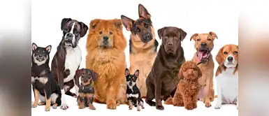 Conoce las razas de perros más raras y la vez hermosas. ¡Imposible no amarlos! Conoce las razas de perros más raras y la vez hermosas. ¡Imposible no amarlos!