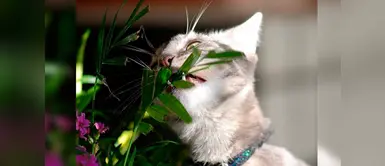 Cinco plantas totalmente tóxicas para los gatos Cinco plantas totalmente tóxicas para los gatos
