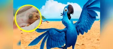 Nace pichón casi extinto de guacamayo azul y el mundo estalla de felicidad Nace pichón casi extinto de guacamayo azul y el mundo estalla de felicidad