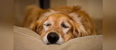 Mi perro está estreñido ¿Cómo puedo calmar su malestar? Mi perro está estreñido ¿Cómo puedo calmar su malestar?