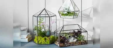 ¡Mini jardín! Aprende a hacer un terrario ¡Mini jardín! Aprende a hacer un terrario