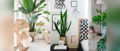 5 Plantas para decorar espacios interiores 5 Plantas para decorar espacios interiores