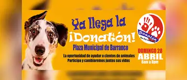 Evento busca recolectar 10 toneladas de comida para animales callejeros Evento busca recolectar 10 toneladas de comida para animales callejeros