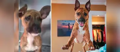 El hermoso e increíble cambio del rostro de las mascotas al ser adoptadas El hermoso e increíble cambio del rostro de las mascotas al ser adoptadas