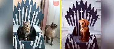GOT: las más geniales camas para mascotas con diseño del Trono de Hierro GOT: las más geniales camas para mascotas con diseño del Trono de Hierro