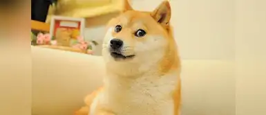 ¿Recuerdas a Doge, el perro del meme? Mira cómo luce a sus 13 años ¿Recuerdas a Doge, el perro del meme? Mira cómo luce a sus 13 años