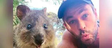 Chris Hemsworth le da de comer a un quokka y enternece al mundo Chris Hemsworth le da de comer a un quokka y enternece al mundo