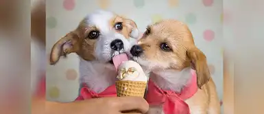 ¿Se le puede dar helado a un perro? Descubre la respuesta ¿Se le puede dar helado a un perro? Descubre la respuesta