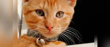 ¡Los cascabeles no son recomendables para los gatos! Conoce las razones ¡Los cascabeles no son recomendables para los gatos! Conoce las razones