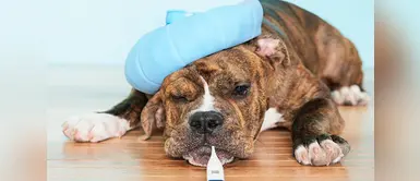 Conoce las razas de perros que son más propensos a sufrir cáncer Conoce las razas de perros que son más propensos a sufrir cáncer