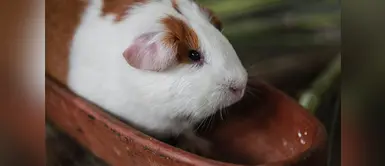 ¿Sabías que la carne de cuy combate el cáncer y fortalece el cerebro? ¿Sabías que la carne de cuy combate el cáncer y fortalece el cerebro?