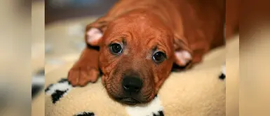 Aprende a identificar estos problemas y salva la vida de tu perro Aprende a identificar estos problemas y salva la vida de tu perro