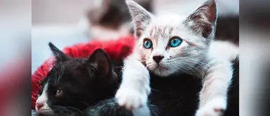 ¿Sabías que los gatos son la mejor terapia para la depresión y ansiedad? ¿Sabías que los gatos son la mejor terapia para la depresión y ansiedad?