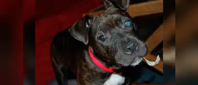 ¿Sabías que los perros también pueden sufrir de glaucoma? ¿Sabías que los perros también pueden sufrir de glaucoma?