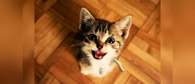 Los gatos maúllan para manipular a los humanos, no para comunicarse Los gatos maúllan para manipular a los humanos, no para comunicarse