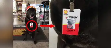 Perro callejero consigue empleo en una gasolinera y es la sensación Perro callejero consigue empleo en una gasolinera y es la sensación