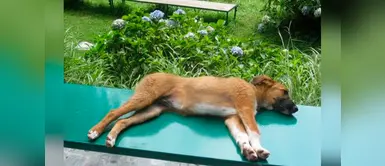 ¿Qué debo hacer y cómo prevenir las convulsiones caninas? ¿Qué debo hacer y cómo prevenir las convulsiones caninas?