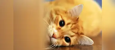 12 consejos para llevarse de maravilla con los gatos 12 consejos para llevarse de maravilla con los gatos