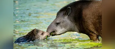 ¡Alerta! Tapir de Sudamérica en peligro de extinción ¡Alerta! Tapir de Sudamérica en peligro de extinción