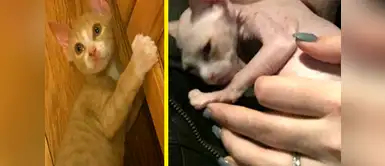 Gatita fue afeitada y vendida para hacerla pasar por “gato esfinge” o Sphynx Gatita fue afeitada y vendida para hacerla pasar por “gato esfinge” o Sphynx