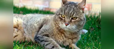 Conoce las enfermedades más comunes en los gatos adultos Conoce las enfermedades más comunes en los gatos adultos