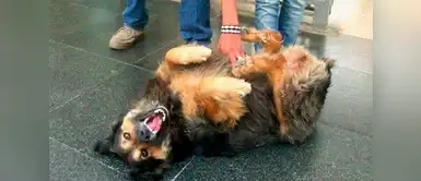 Falleció perrovaca, la perrita más querida de San Marcos y del Perú Falleció perrovaca, la perrita más querida de San Marcos y del Perú