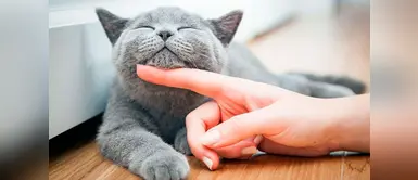 Razones por las que sí deberíamos castrar a nuestro gato Razones por las que sí deberíamos castrar a nuestro gato