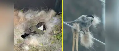 ¡No botes los pelos que suelta tu perro! Los pájaros lo podrían necesitar ¡No botes los pelos que suelta tu perro! Los pájaros lo podrían necesitar