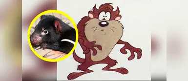 Demonio de Tasmania podría estar en peligro de extinción Demonio de Tasmania podría estar en peligro de extinción