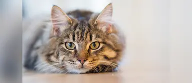 ¿Cómo debemos actuar ante la convulsión de un gato? ¿Cómo debemos actuar ante la convulsión de un gato?