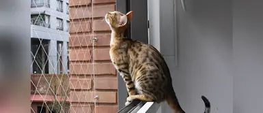 ¿Qué es el síndrome del gato volador y cuáles son sus peligros? ¿Qué es el síndrome del gato volador y cuáles son sus peligros?