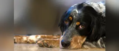 Gastritis: una enfermedad que también afecta a los perros Gastritis: una enfermedad que también afecta a los perros