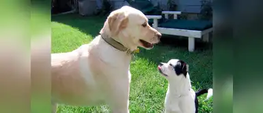 5 preguntas que debemos hacernos antes de llevar un segundo perro a casa 5 preguntas que debemos hacernos antes de llevar un segundo perro a casa
