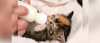 ¿Sabías que la leche podría ser peligrosa para los gatos? ¿Sabías que la leche podría ser peligrosa para los gatos?