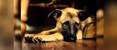 ¿Sabes identificar cuando tu mascota necesita ir de emergencia al veterinario? ¿Sabes identificar cuando tu mascota necesita ir de emergencia al veterinario?