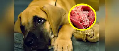 Perros: ¿Qué es la enfermedad del gusano del corazón y cómo puedo prevenirla? Perros: ¿Qué es la enfermedad del gusano del corazón y cómo puedo prevenirla?