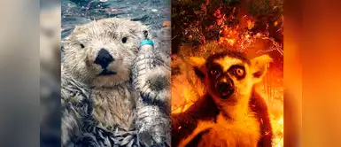 Animales “comparten selfies” para exponer cómo destruimos su hábitat Animales “comparten selfies” para exponer cómo destruimos su hábitat