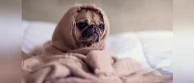 Estas son las razas de perros que están preparadas para soportar el frío Estas son las razas de perros que están preparadas para soportar el frío