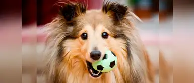 ¿Cuáles son los juguetes que más les gustan a los perros? ¿Cuáles son los juguetes que más les gustan a los perros?