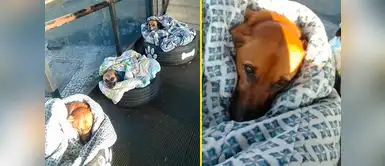 Estación de buses brinda refugio a perros sin hogar para combatir el frío Estación de buses brinda refugio a perros sin hogar para combatir el frío