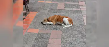 ¿Cómo puedo levantar a un animal que acaba de sufrir un accidente? ¿Cómo puedo levantar a un animal que acaba de sufrir un accidente?