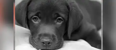 ¡Atención! 5 signos que podrían significar cáncer en los perros ¡Atención! 5 signos que podrían significar cáncer en los perros