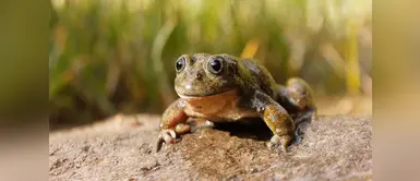 Ayacucho: hermosa rana acuática es redescubierta por investigadores peruanos Ayacucho: hermosa rana acuática es redescubierta por investigadores peruanos