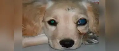 Aprende a identificar los síntomas del glaucoma en los perros Aprende a identificar los síntomas del glaucoma en los perros