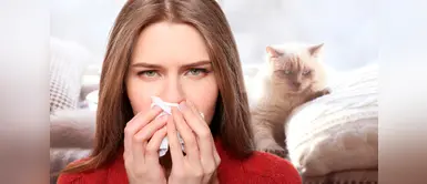 Tener alergia a las mascotas no significa que no se las pueda tener en casa Tener alergia a las mascotas no significa que no se las pueda tener en casa